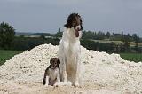 BARZOI 060